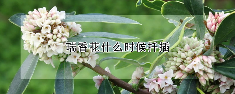 瑞香花什么時候扦插