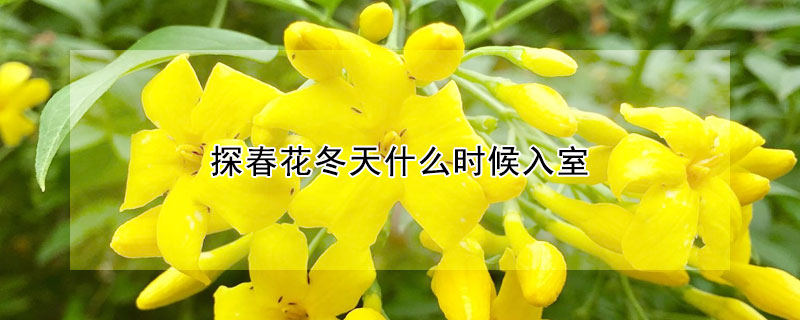 探春花冬天什么時(shí)候入室