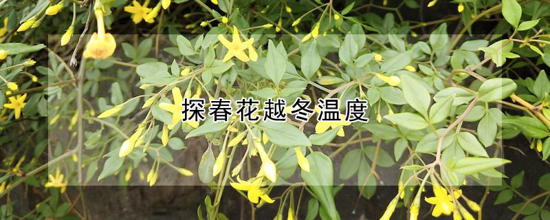 探春花越冬溫度