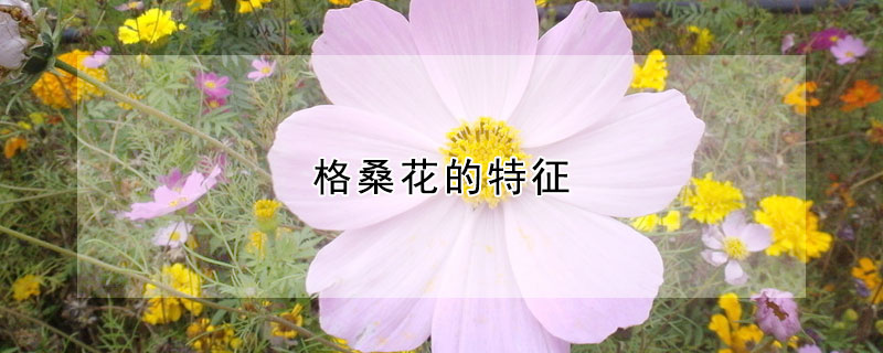 格桑花的特征