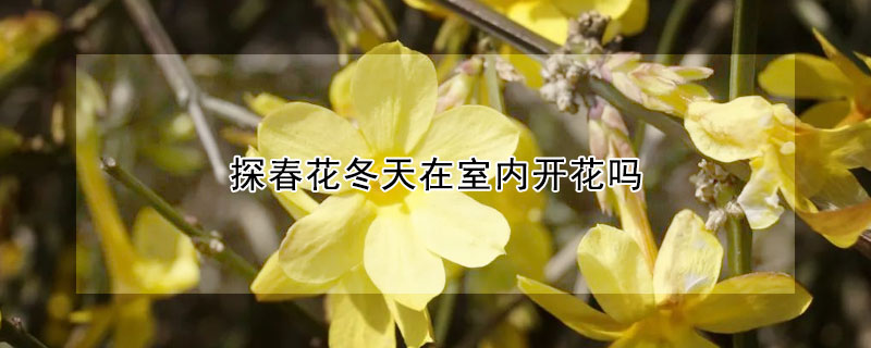 探春花冬天在室內(nèi)開(kāi)花嗎