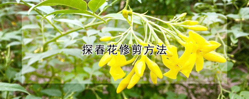 探春花修剪方法