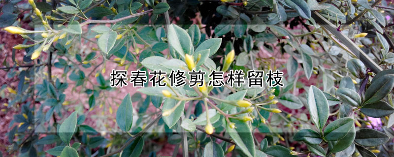 探春花修剪怎樣留枝