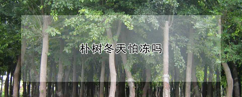 樸樹冬天怕凍嗎