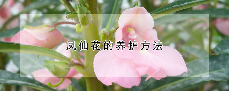 鳳仙花的養(yǎng)護(hù)方法