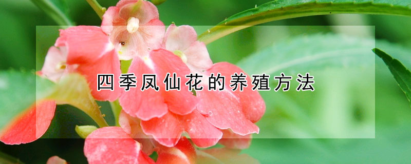 四季鳳仙花的養(yǎng)殖方法