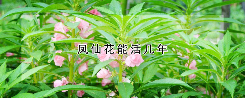 鳳仙花能活幾年