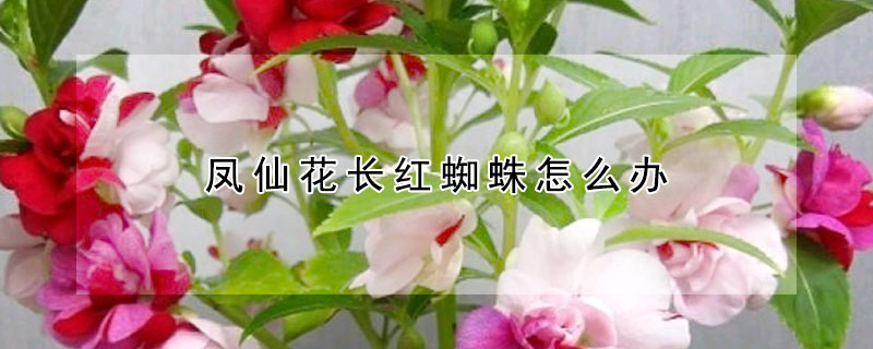 鳳仙花長(zhǎng)紅蜘蛛怎么辦