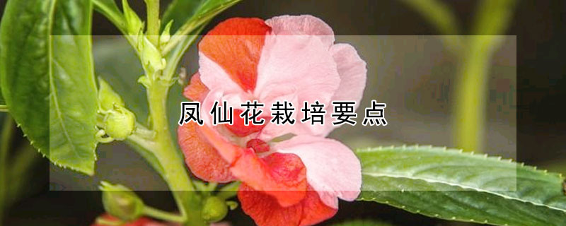 鳳仙花栽培要點(diǎn)