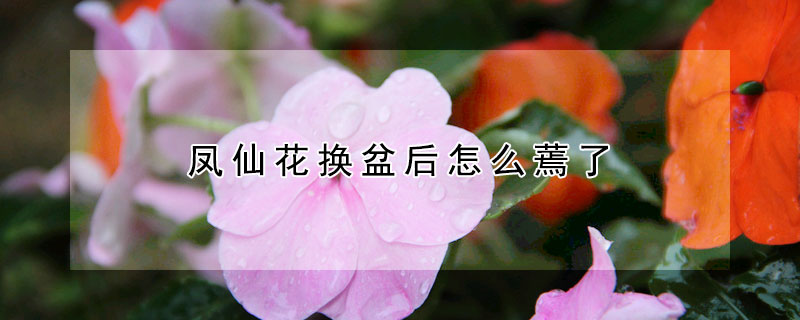 鳳仙花換盆后怎么蔫了