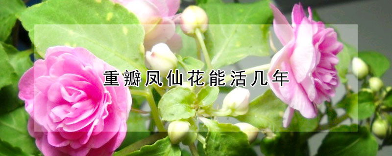 重瓣鳳仙花能活幾年