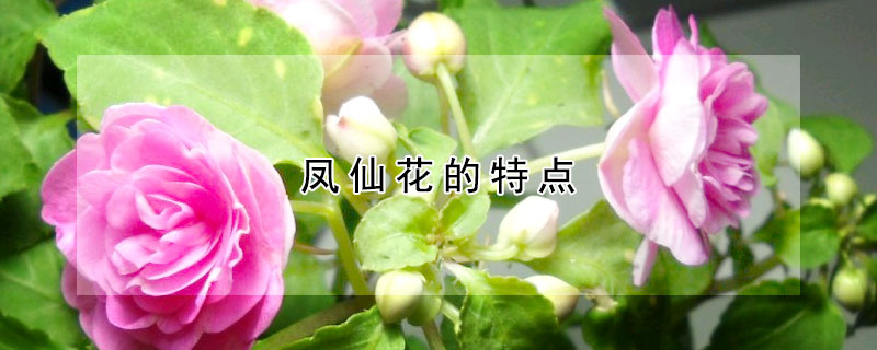 鳳仙花的特點