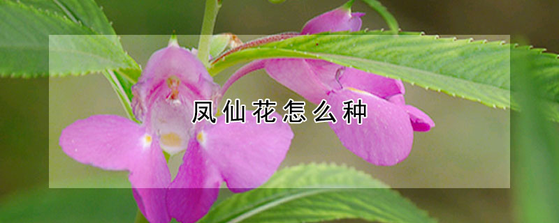 鳳仙花怎么種