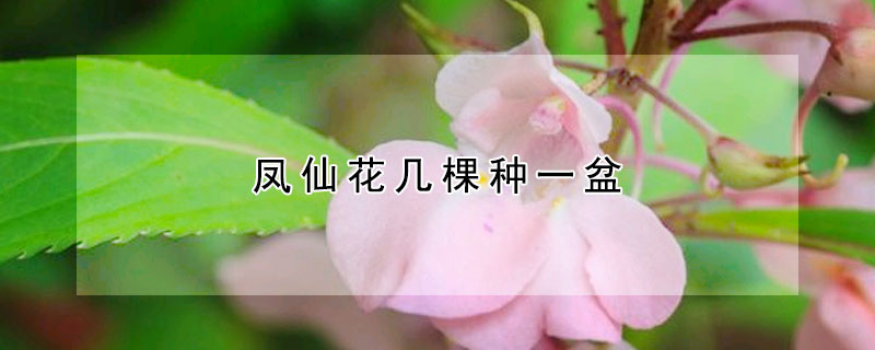 鳳仙花幾棵種一盆