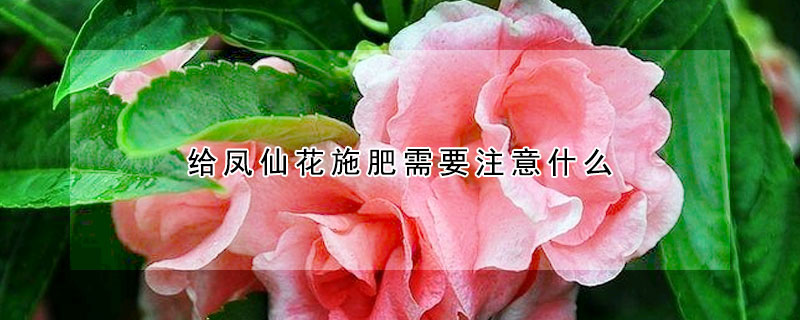 給鳳仙花施肥需要注意什么