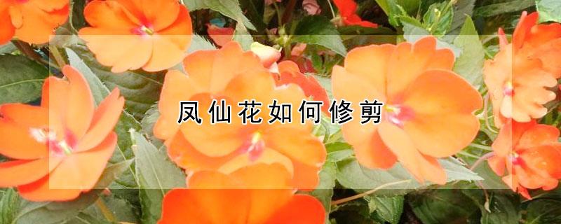 鳳仙花如何修剪