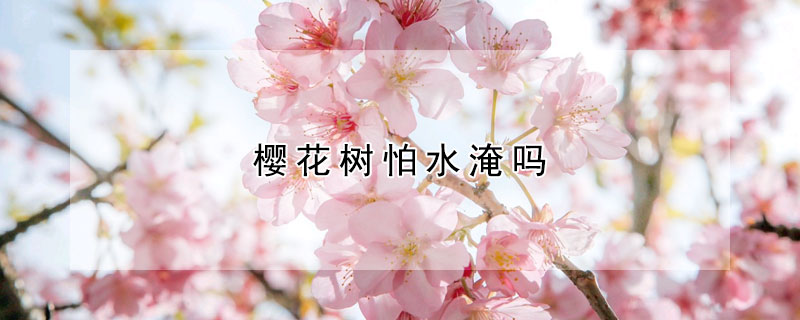 櫻花樹怕水淹嗎