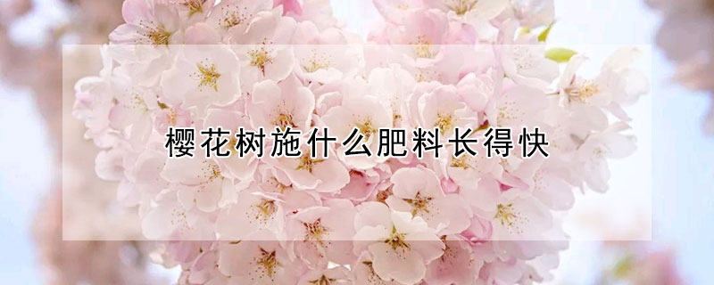 櫻花樹(shù)施什么肥料長(zhǎng)得快