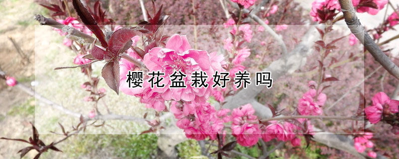 櫻花盆栽好養(yǎng)嗎