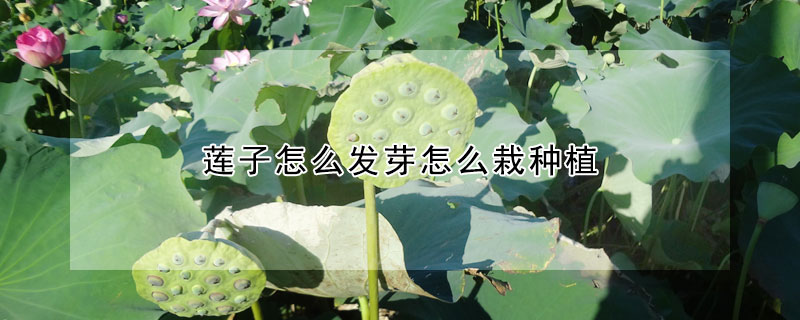 蓮子怎么發芽怎么栽種植