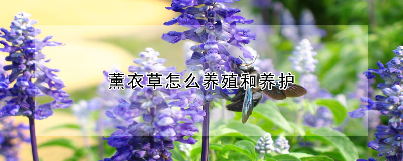 薰衣草怎么養(yǎng)殖和養(yǎng)護