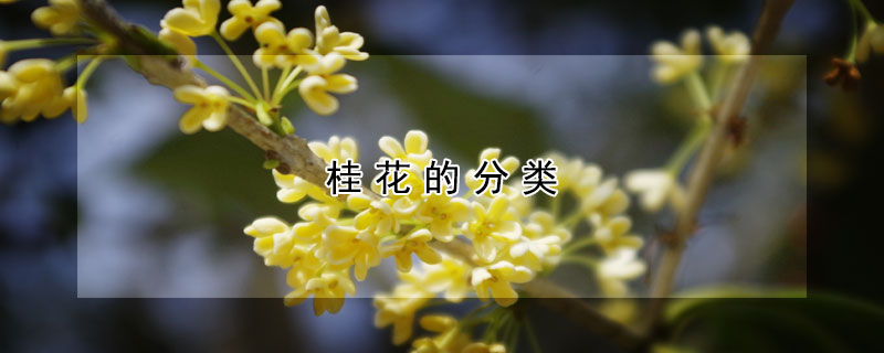 桂花的分類