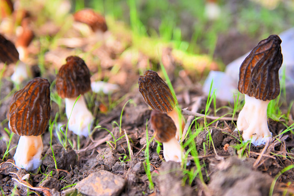 羊肚菌的種植方法栽培技術(shù)