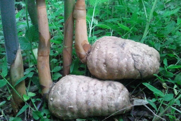 天麻種植技術方法