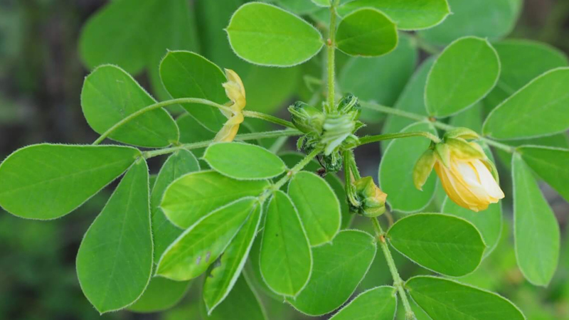 決明子種植方法