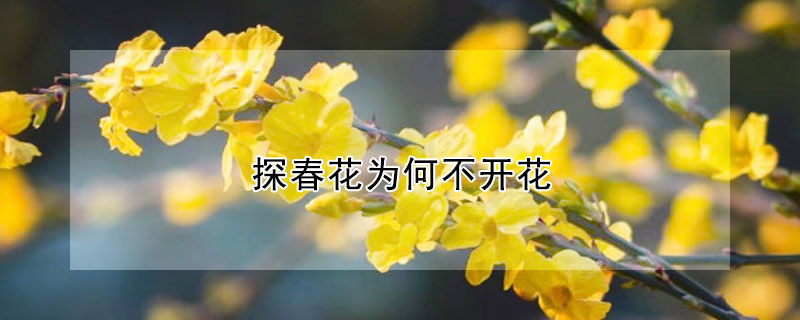 探春花為何不開花