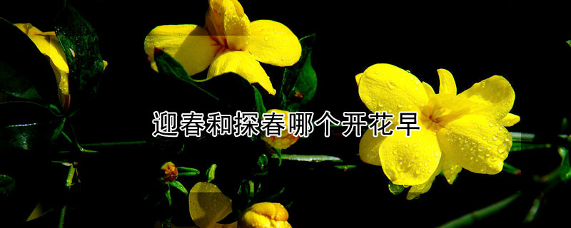 迎春和探春哪個開花早