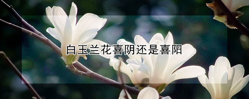 白玉蘭花喜陰還是喜陽