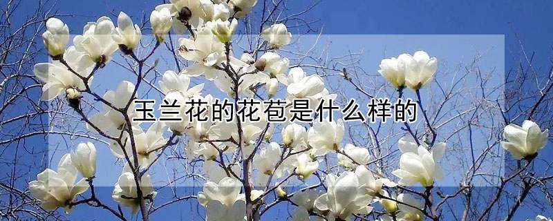 玉蘭花的花苞是什么樣的