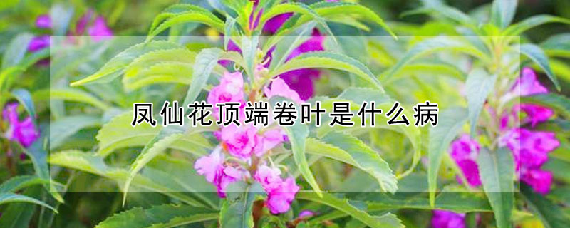 鳳仙花頂端卷葉是什么病