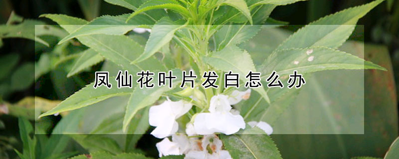 鳳仙花葉片發(fā)白怎么辦