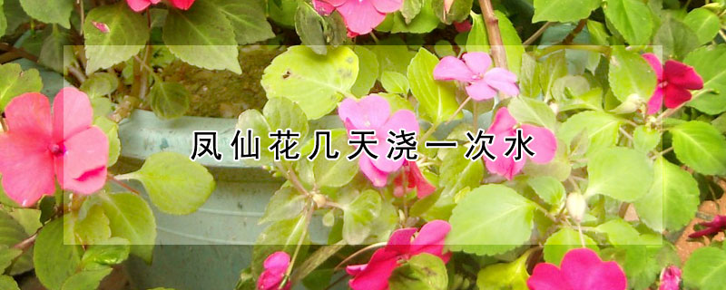 鳳仙花幾天澆一次水