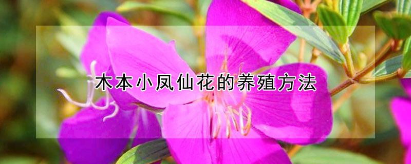 木本小鳳仙花的養(yǎng)殖方法