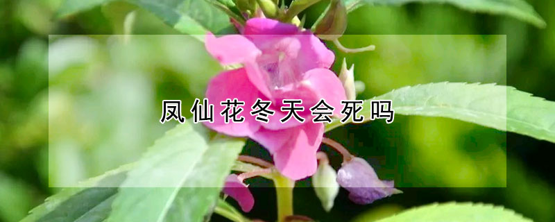 鳳仙花冬天會死嗎