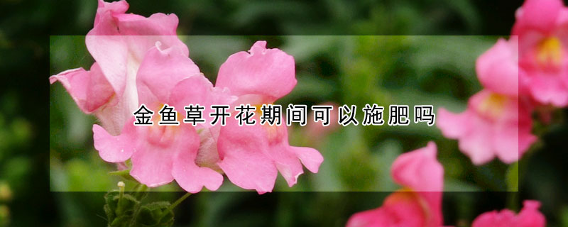 金魚草開花期間可以施肥嗎