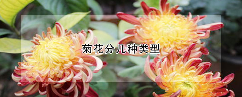 菊花分幾種類(lèi)型