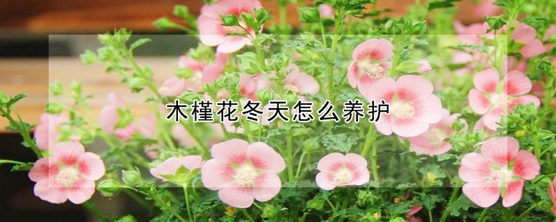 木槿花冬天怎么養(yǎng)護