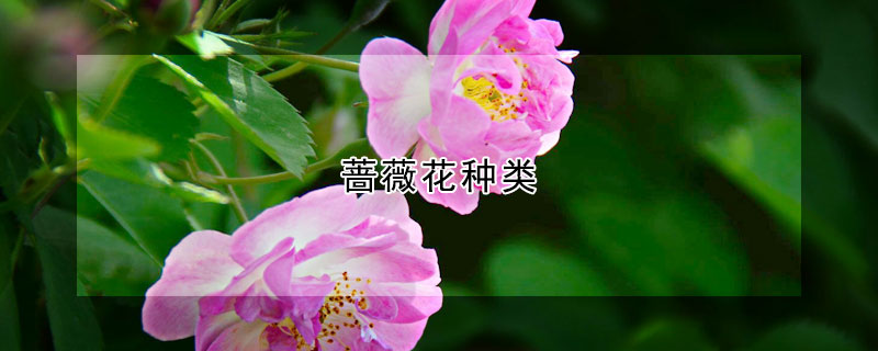 薔薇花種類