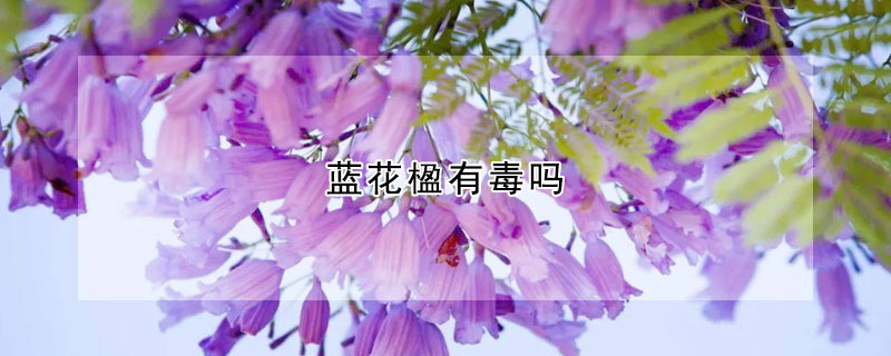 藍花楹有毒嗎