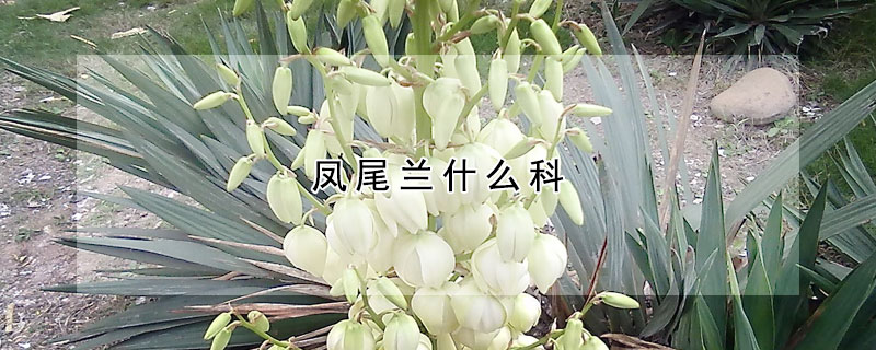 鳳尾蘭什么科