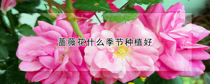 薔薇花什么季節(jié)種植好