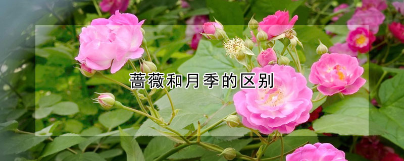 薔薇和月季的區(qū)別