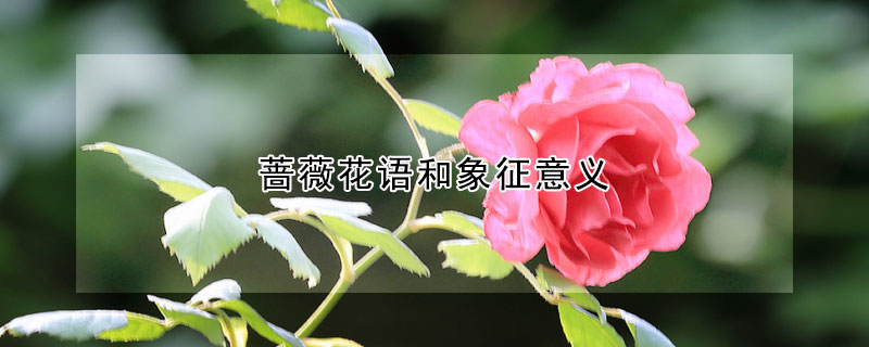 薔薇花語和象征意義