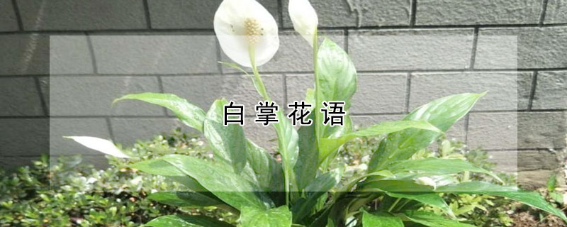 白掌花語