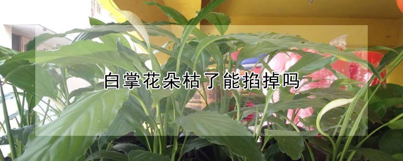 白掌花朵枯了能掐掉嗎