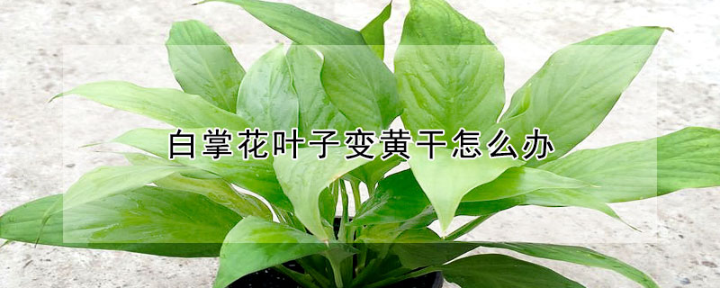 白掌花葉子變黃干怎么辦